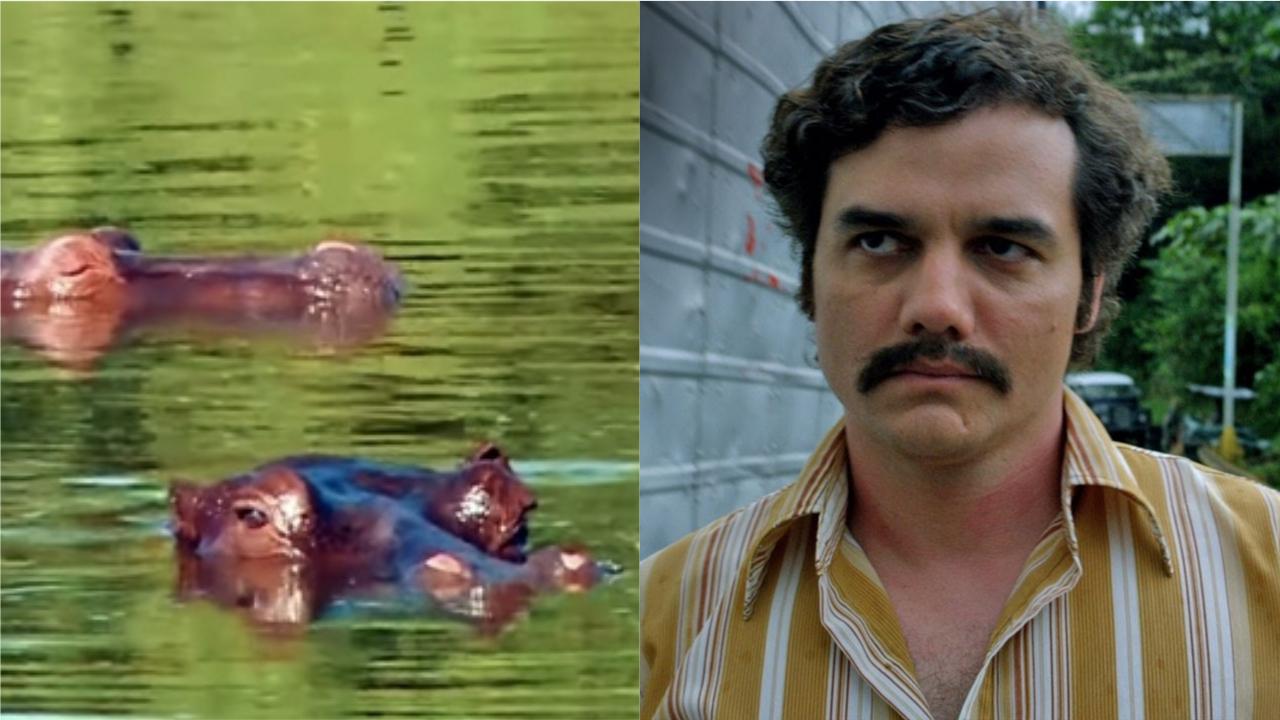 Après Narcos, Netflix prépare Cocaine Hippos, sur les animaux du zoo de Pablo Escobar