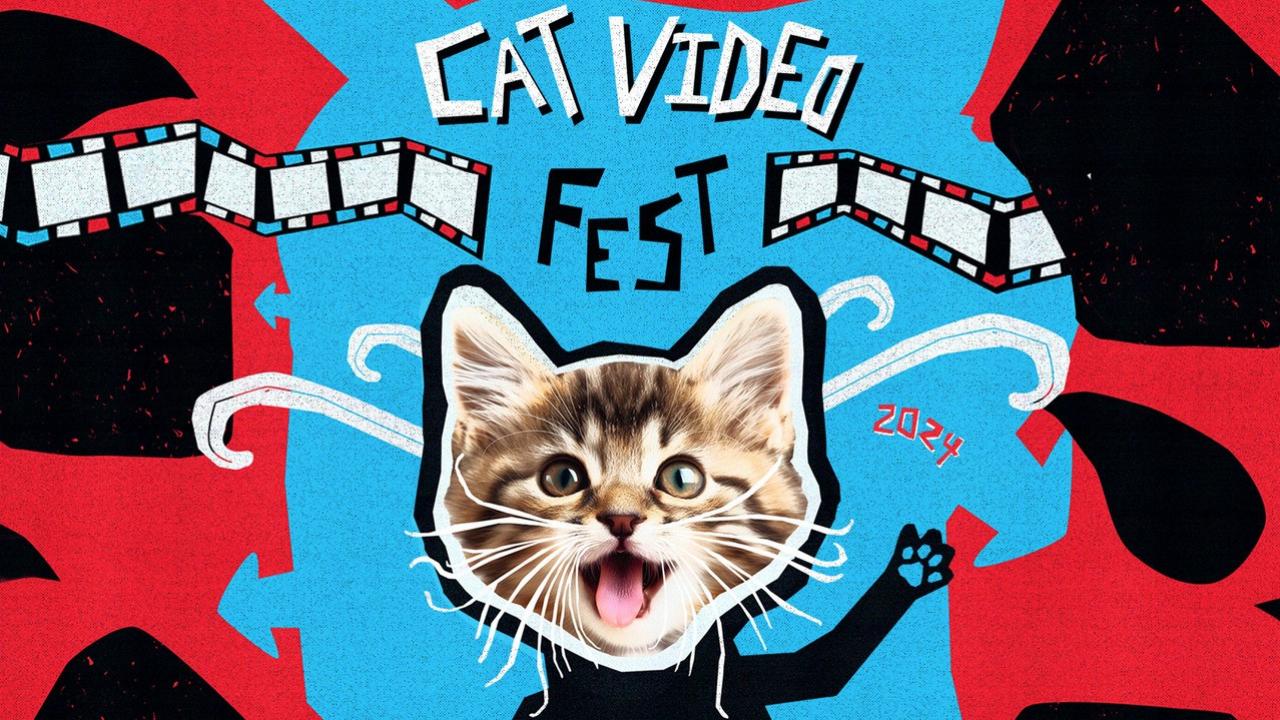 Le festival des films de chats prend de l’ampleur aux Etats-Unis 